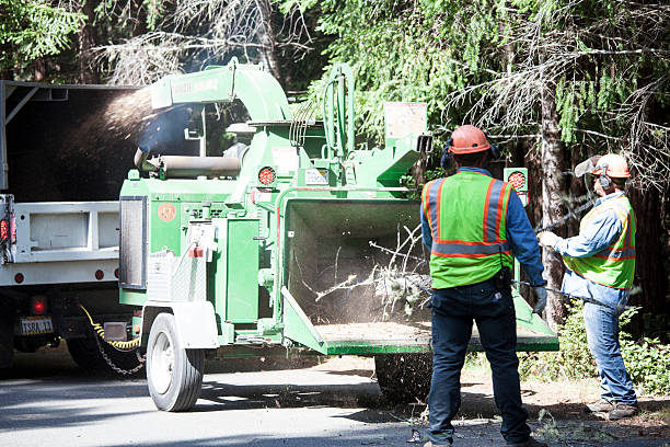 Reliable Lake Shastina, CA Tree Care Solutions
